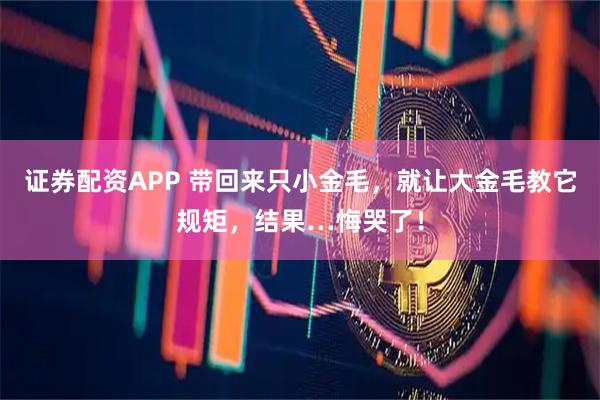 证券配资APP 带回来只小金毛，就让大金毛教它规矩，结果…悔哭了！